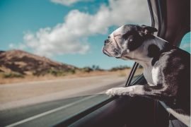In viaggio con cani e gatti. Come aiutare i nostri animali ad affrontare il mal d’auto