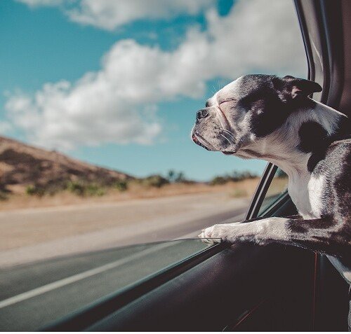 In viaggio con cani e gatti. Come aiutare i nostri animali ad affrontare il mal d’auto