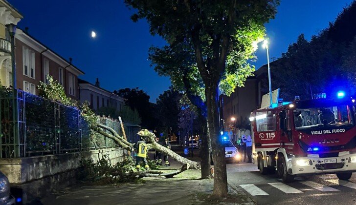 Albero caduto in viale Cellini a Valenza: sul posto i Vigili del Fuoco