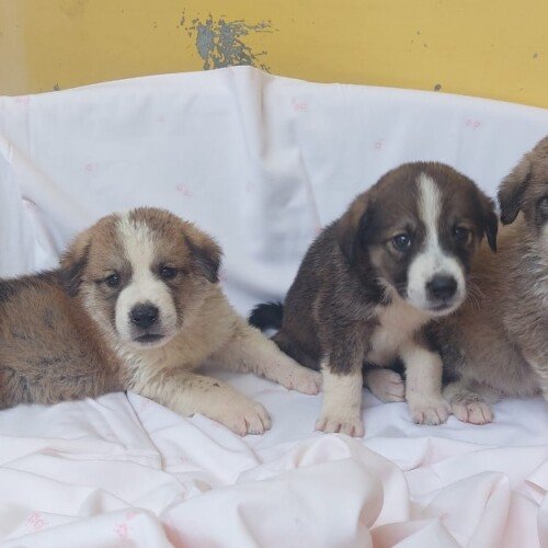 Nati da pochi giorni, tre cagnolini erano in un fienile fatiscente a Tortona e messi in vendita online