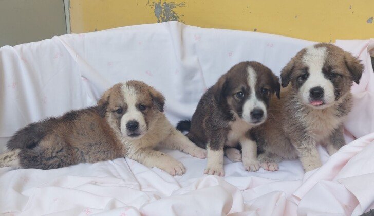 Nati da pochi giorni, tre cagnolini erano in un fienile fatiscente a Tortona e messi in vendita online