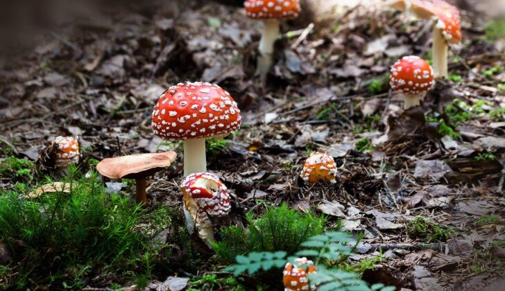 Andare in cerca di funghi, il Soccorso Alpino consiglia: “Usare scarponi, non andare soli, portare il cellulare”