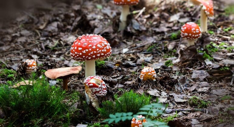Andare in cerca di funghi, il Soccorso Alpino consiglia: “Usare scarponi, non andare soli, portare il cellulare”