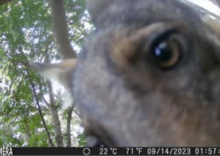 In Val Curone un lupo curioso ruba la fototrappola e si riprende tra i boschi