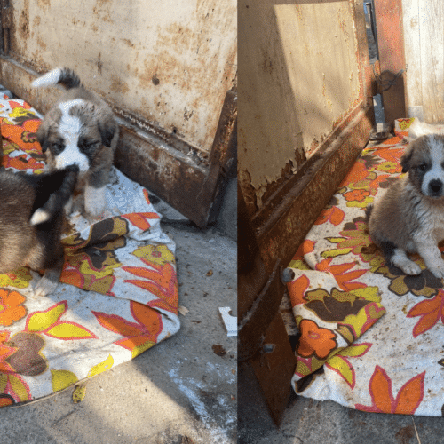 In vendita online senza autorizzazione: cuccioli sequestrati a Tortona in affido al canile di Voghera