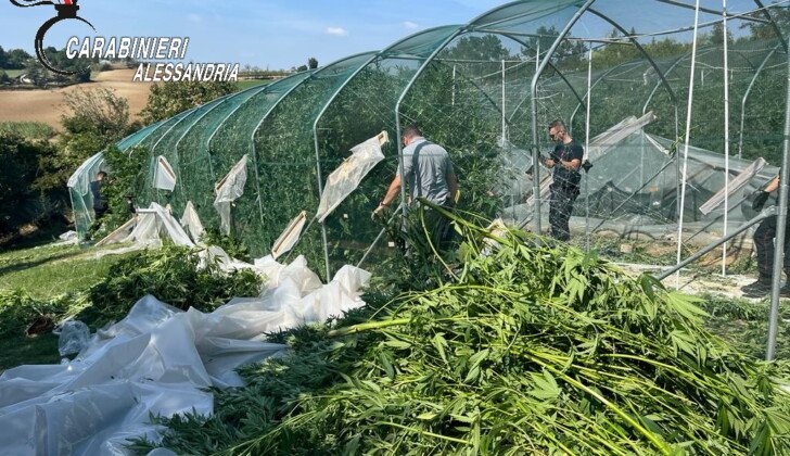 Carabinieri scoprono vivaio con 400 piante di cannabis: avrebbe prodotto marijuana per 1 milione di euro
