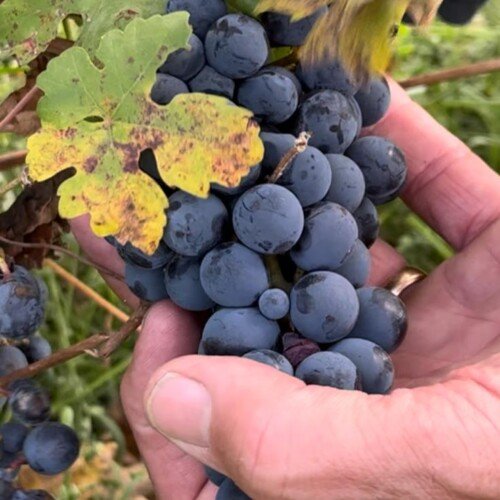 Caldo anomalo a ottobre: quali ricadute per i vitigni lombardi?