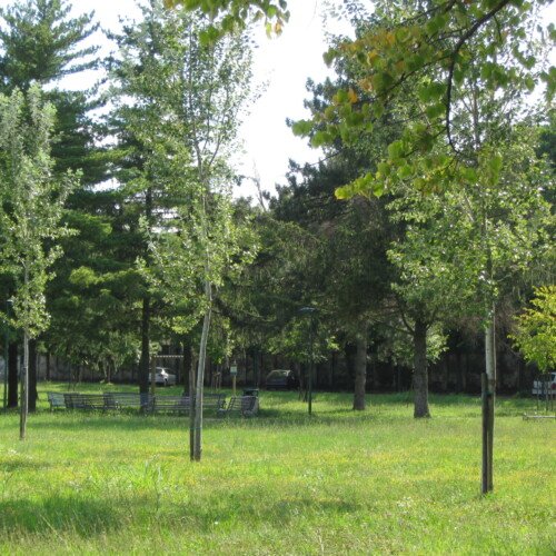 A Casale prosegue il progetto “Regala un albero alla tua città”: 140 piantumazioni nel 2023