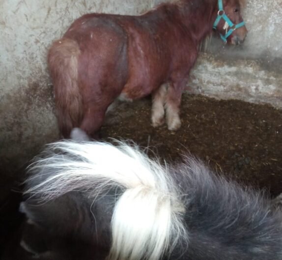 Oipa sequestra tre asini, due pony e un cavallo a Novi: “Costretti a vivere in piccoli box senza lettiera”
