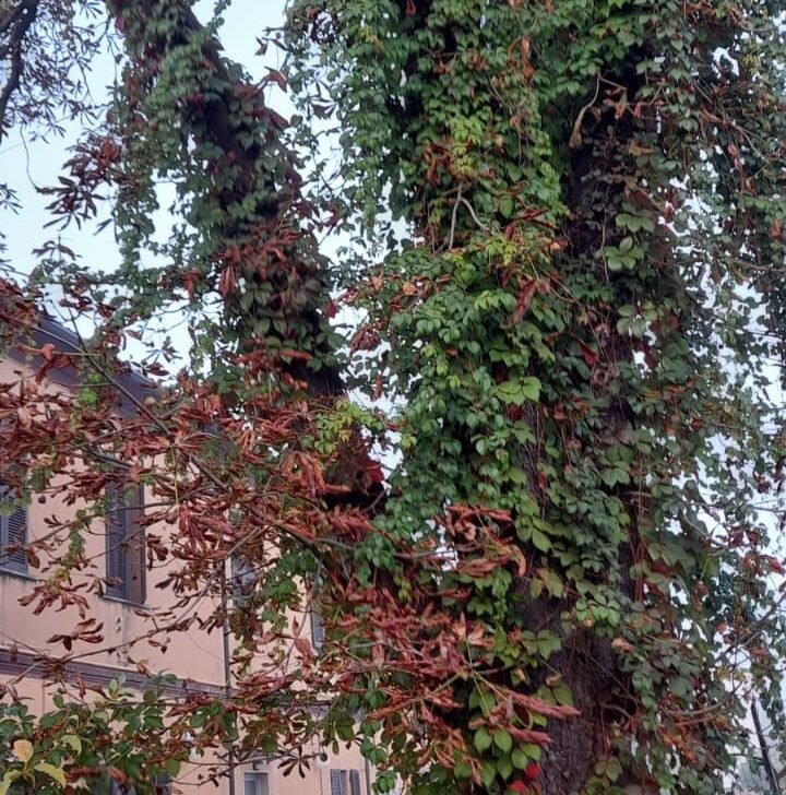 San Michele, assessore Serra: “Questo inverno potatura degli alberi in piazza Cavalieri Vittorio Veneto”