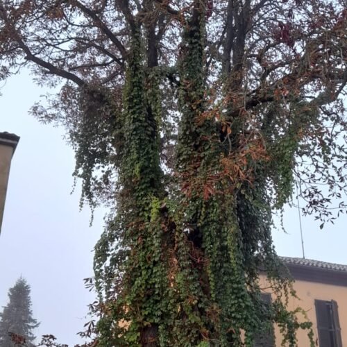 “Più cura degli alberi a San Michele”: Ivaldi (Alessandria Civica) sollecita la giunta Abonante
