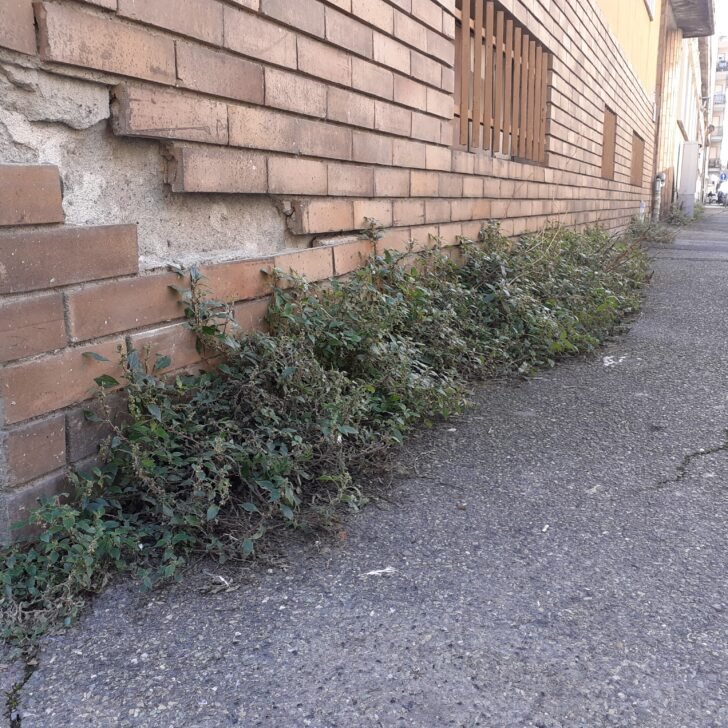 Ad Alessandria sì del sindaco al glifosato anti erbacce: “Consentito dalle norme, lo avevamo già provato nel 2023”