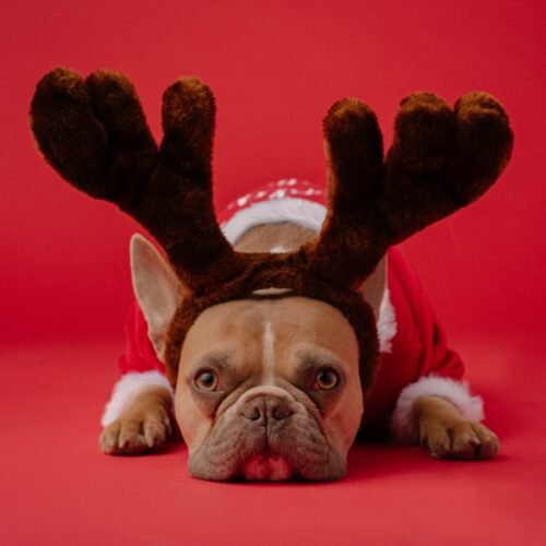 Torna il Natale a 4 zampe con Pet Gold Christmas e Monge: mandate le vostre foto per vincere