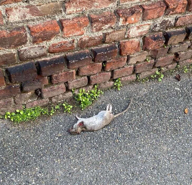 Nuove segnalazioni di topi lungo le strade di Alessandria