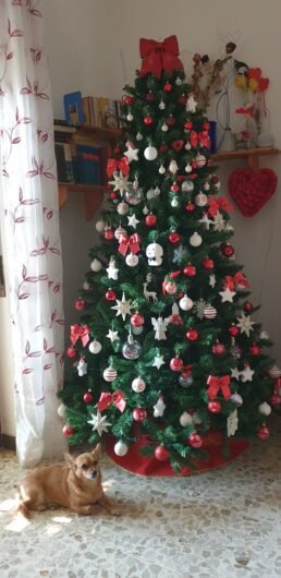 Le FOTO degli alberi e degli addobbi che accendono lo spirito natalizio nelle case dei lettori di RadioGold