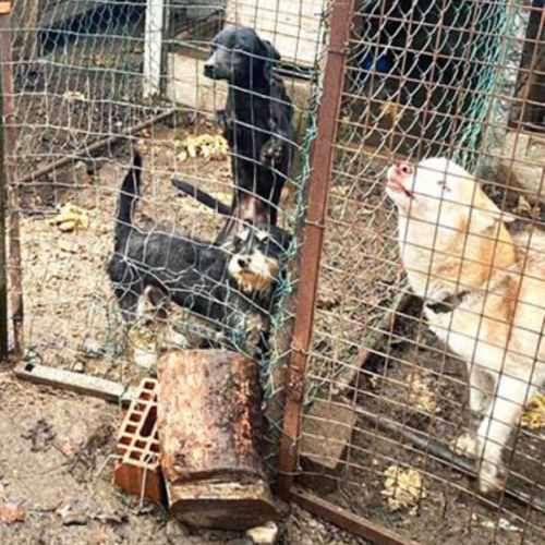 Cani in condizioni disperate a Motta Visconti: Oipa e Ats intervengono