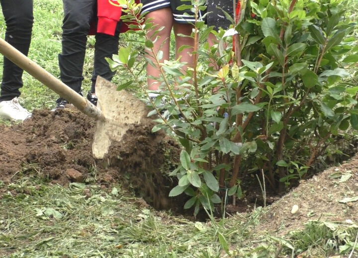 A Voghera 38 nuovi alberi in diverse aree della città