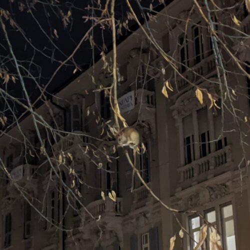 Topi sugli alberi dei giardini della stazione ad Alessandria. Il sindaco: “Disposta la derattizzazione”