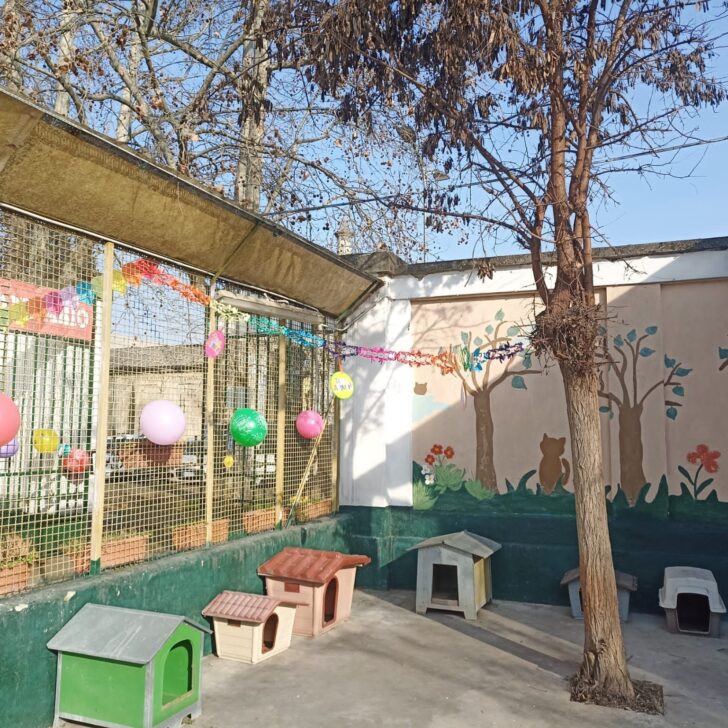 Domenica al Gattile Sanitario di Alessandria distribuzione di cibo ai tutor di colonia