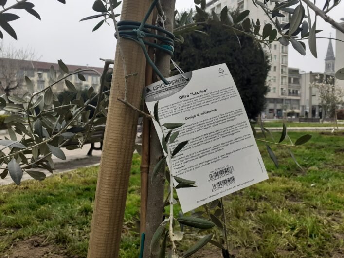 In piazza Matteotti ad Alessandria il Giardino di Ulivi: messe a dimora 50 nuove piantine