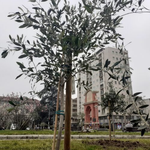In piazza Matteotti ad Alessandria il Giardino di Ulivi: messe a dimora 50 nuove piantine