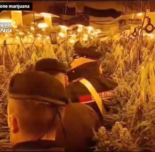 Rubano corrente e la usano per far crescere oltre 600 piante di cannabis. Carabinieri arrestano due giovani