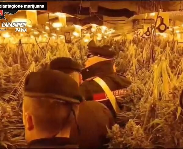 Rubano corrente e la usano per far crescere oltre 600 piante di cannabis. Carabinieri arrestano due giovani