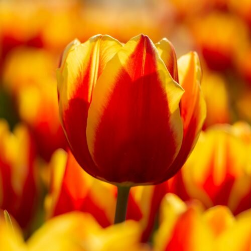 La primavera sboccia in Lombardia: i campi di tulipani da non perdere