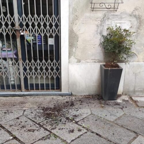 L’appello del sindaco di Ovada a chi ha danneggiato una piantina in un vaso: “Puoi scusarti e rimediare”