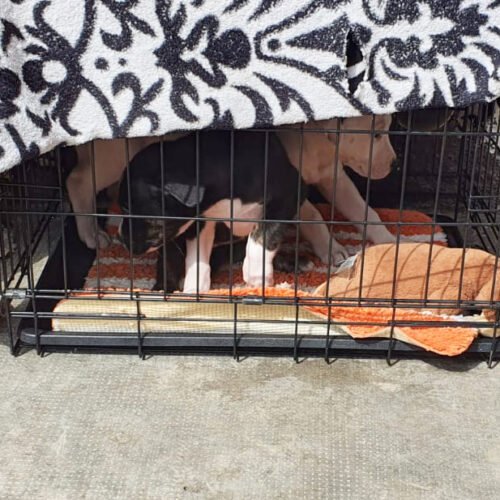 “Erano come giocattoli”: l’Oipa salva due cuccioli dalla gabbia e denuncia il proprietario