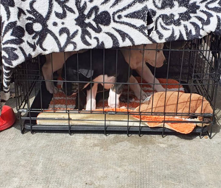 “Erano come giocattoli”: l’Oipa salva due cuccioli dalla gabbia e denuncia il proprietario