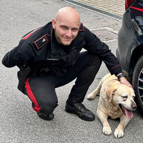 Fuggito dal cortile: il cane Harley riportato a casa dai Carabinieri