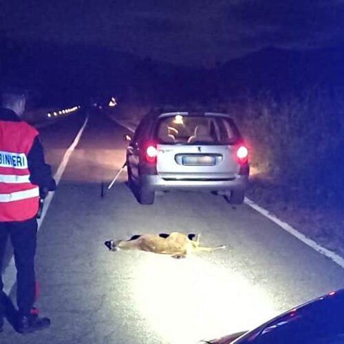Automobilista soccorso dai Carabinieri dopo un incidente con un capriolo