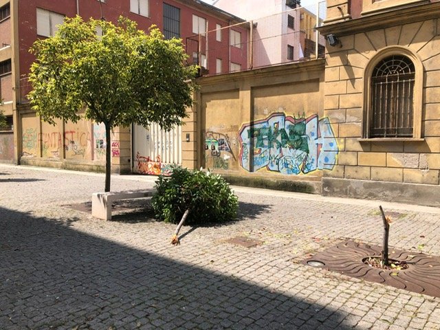 Spezzata in due una delle piante davanti a Palazzo Borsalino