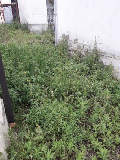 Cimitero di Valmadonna invaso dalle erbacce, una cittadina: “Molte tombe non si vedono più”
