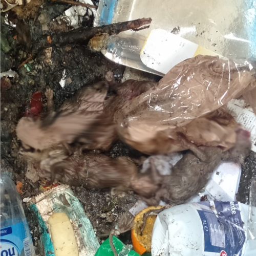 Triste scoperta a Casalbagliano: cuccioli di gatto buttati in un cassonetto