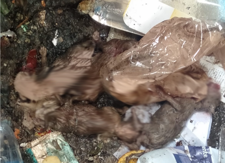 Triste scoperta a Casalbagliano: cuccioli di gatto buttati in un cassonetto