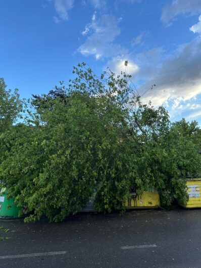 Maltempo in provincia: alberi caduti tra Alessandria, Valenza e il Casalese