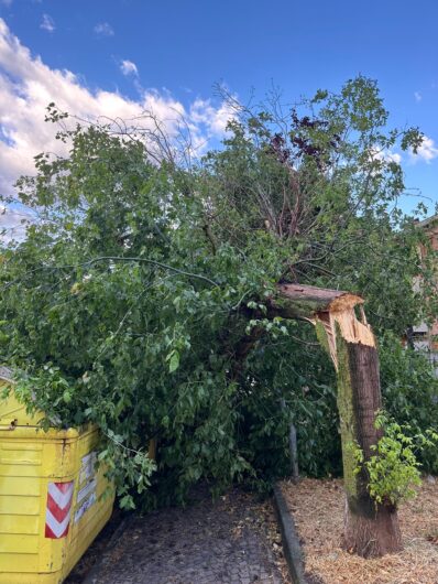 Maltempo in provincia: alberi caduti tra Alessandria, Valenza e il Casalese