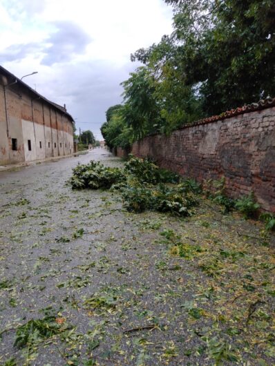 Maltempo in provincia: alberi caduti tra Alessandria, Valenza e il Casalese