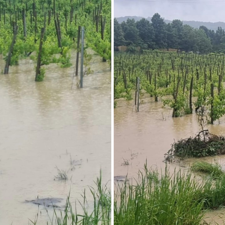 Vigneti allagati in Oltrepò Pavese: la disperazione dei viticoltori