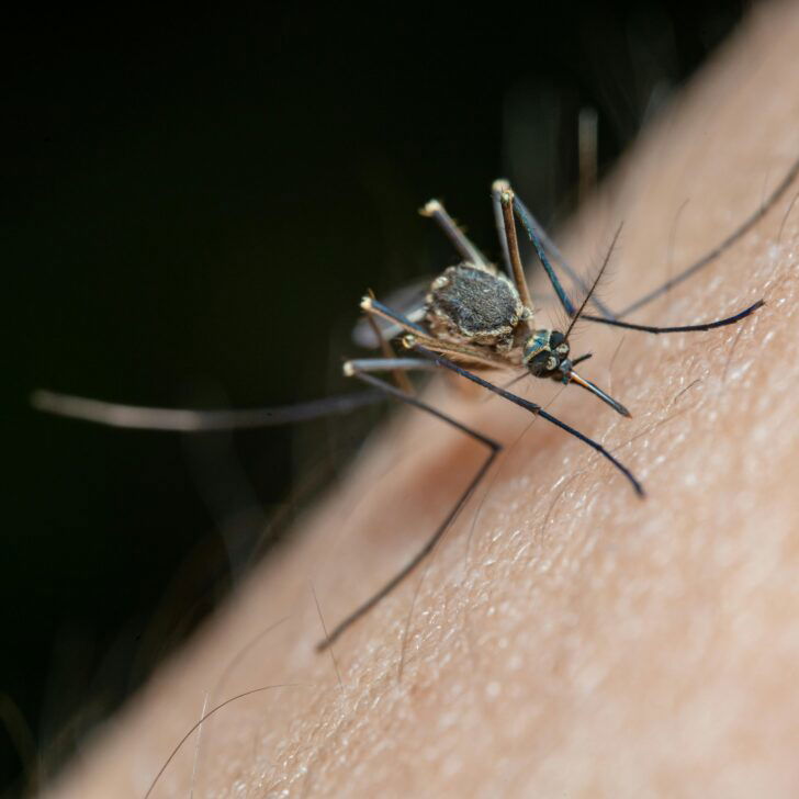 Interventi anti-zanzare: le misure in atto ad agosto a Pavia