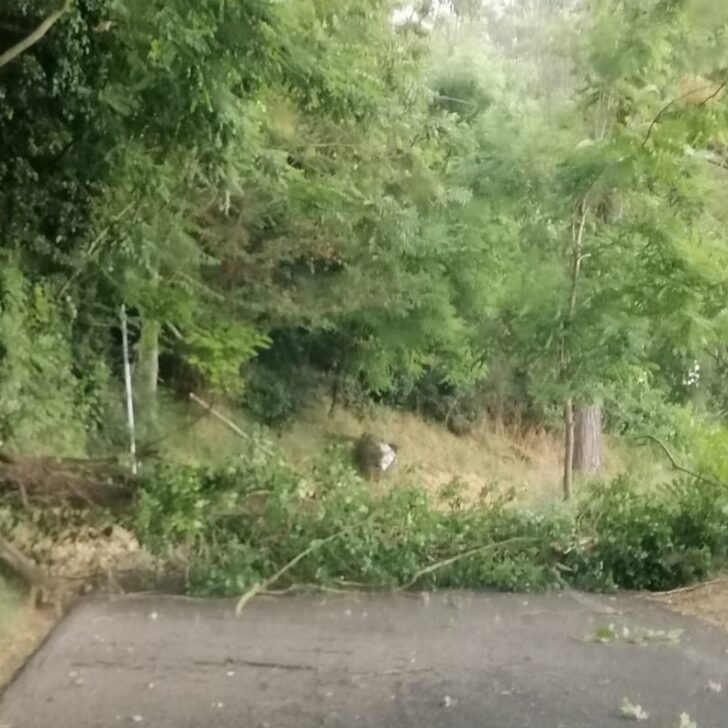 Maltempo in provincia: alberi caduti tra Alessandria, Valenza e il Casalese