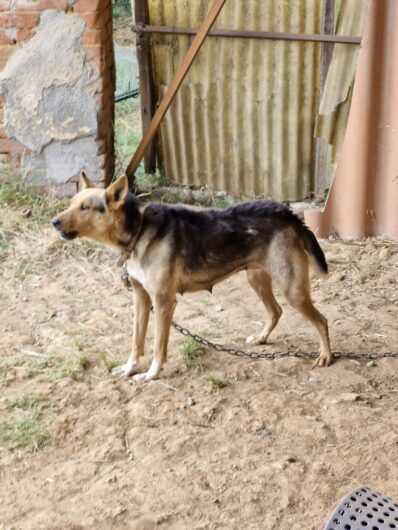 Legato a una catena e costretto a vivere di stenti. Oipa porta in salvo cane e i suoi quattro cuccioli