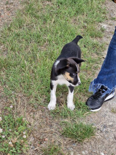 Legato a una catena e costretto a vivere di stenti. Oipa porta in salvo cane e i suoi quattro cuccioli