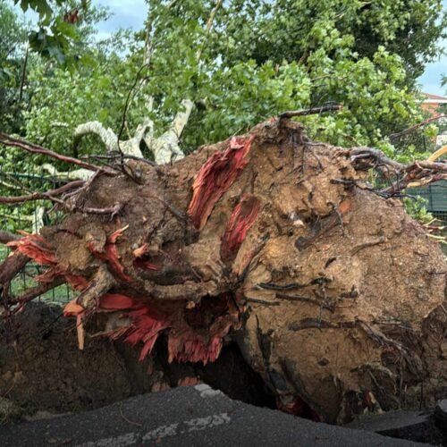 Tromba d’aria: 30 interventi dei Vigili del Fuoco per alberi caduti tra S. Michele e Valle S. Bartolomeo