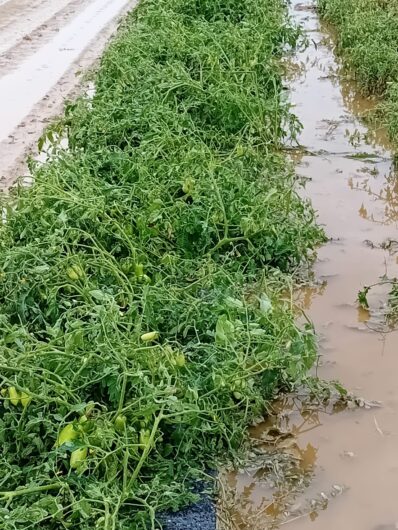 Agricoltura devastata dal maltempo: raccolti distrutti