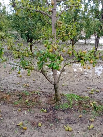 Agricoltura devastata dal maltempo: raccolti distrutti