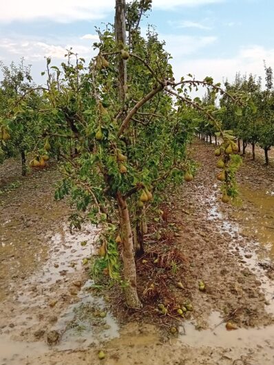 Agricoltura devastata dal maltempo: raccolti distrutti