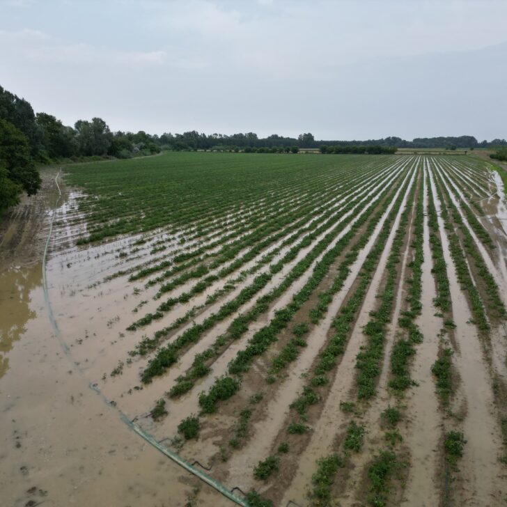 Agricoltura devastata dal maltempo: raccolti distrutti